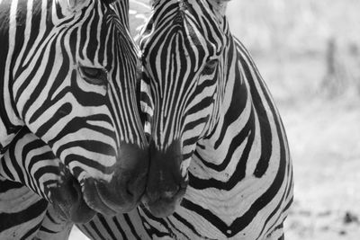 Close-up of zebra