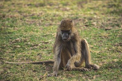 Close-up of baboon sitting on field