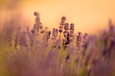 Close-up of purple flowering plants on field during sunset