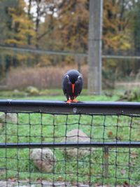 Close-up of bird perching on railing