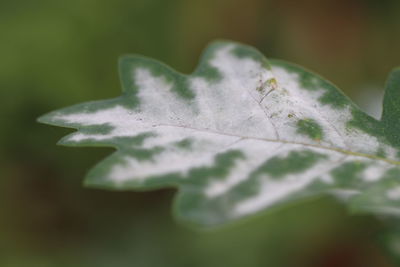 Close-up of leaves