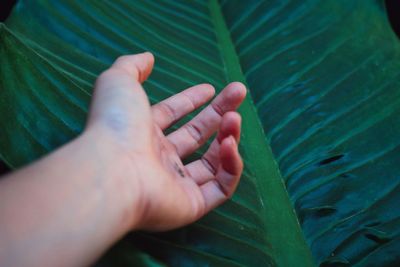 Cropped hand gesturing towards palm leaf