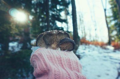 Rear view of girl in winter