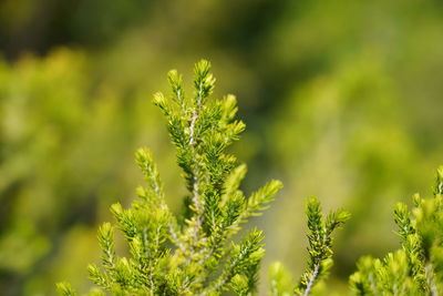 Close-up of plant growing on field