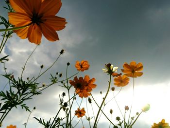 Low angle view of yellow cosmos flowers blooming against sky