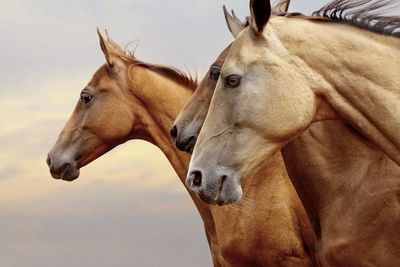 Close-up of horse against sky