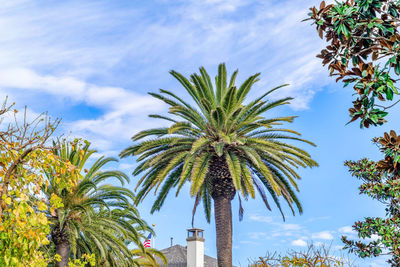 Low angle view of palm trees against sky