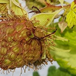 Close-up of insect on plant