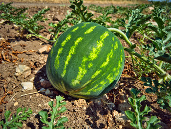 Close-up of pumpkin