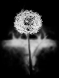 Close-up of dandelion flower