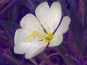 Close-up of white crocus flower