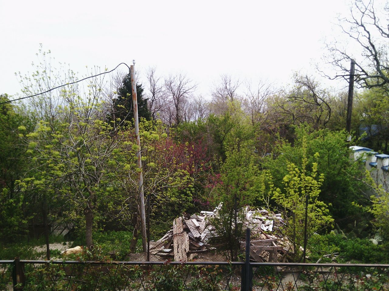 tree, clear sky, growth, tranquility, nature, green color, tranquil scene, fence, beauty in nature, railing, plant, scenics, sky, day, copy space, outdoors, lush foliage, no people, branch, landscape