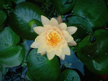 Close-up of lotus water lily in pond