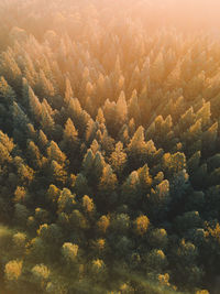 High angle view of trees in forest during winter