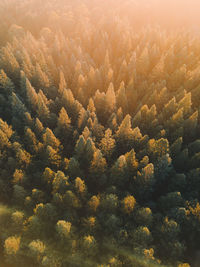 High angle view of trees in forest