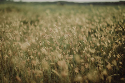 Crops growing on field