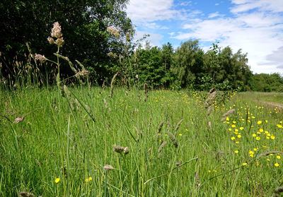 Scenic view of grassy field against sky