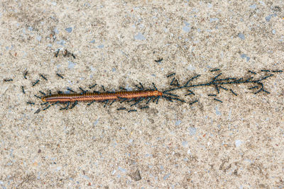 High angle view of insect on sand