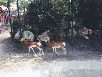 Horses on tree