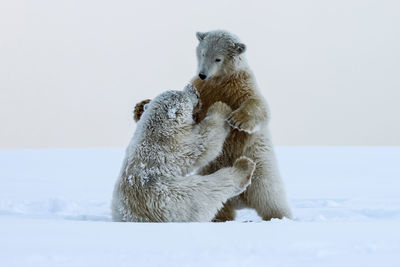 Polar bears fighting on snow covered landscape