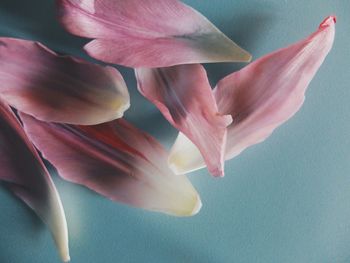 Close-up of pink flowers