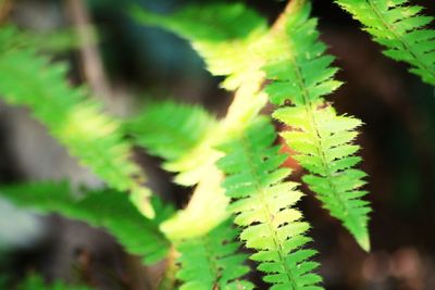 Close-up of fern leaves on tree