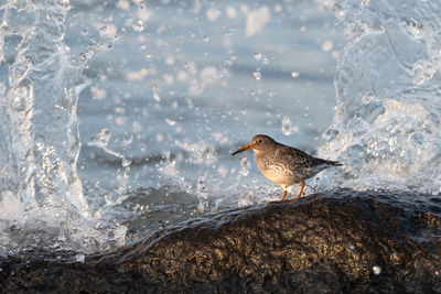 Purple sandpiper with crashing waves