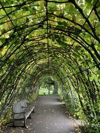 Walkway amidst trees in park