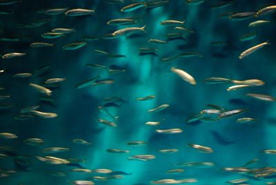 Full frame shot of fish in sea