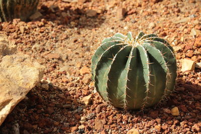 High angle view of succulent plant on field