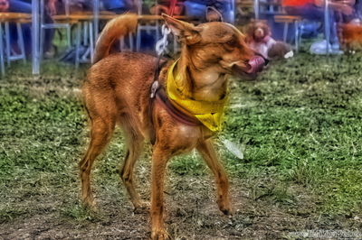 Close-up of dog standing on field