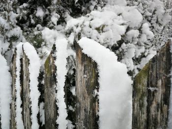 Close-up of snow covered plants against trees