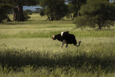 Horse running on grassy field