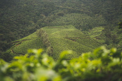 Scenic view of agricultural field