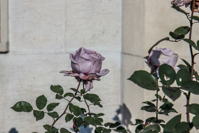 Close-up of rose plant