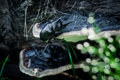 Close-up of crab on wet land