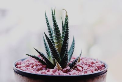 Close-up of fresh green leaves