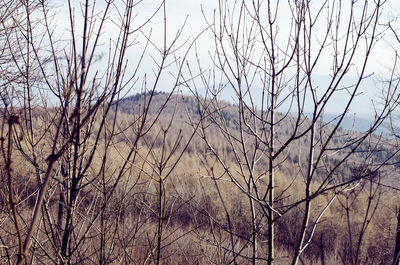 Bare trees against sky in forest