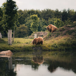 Bears at a lake 