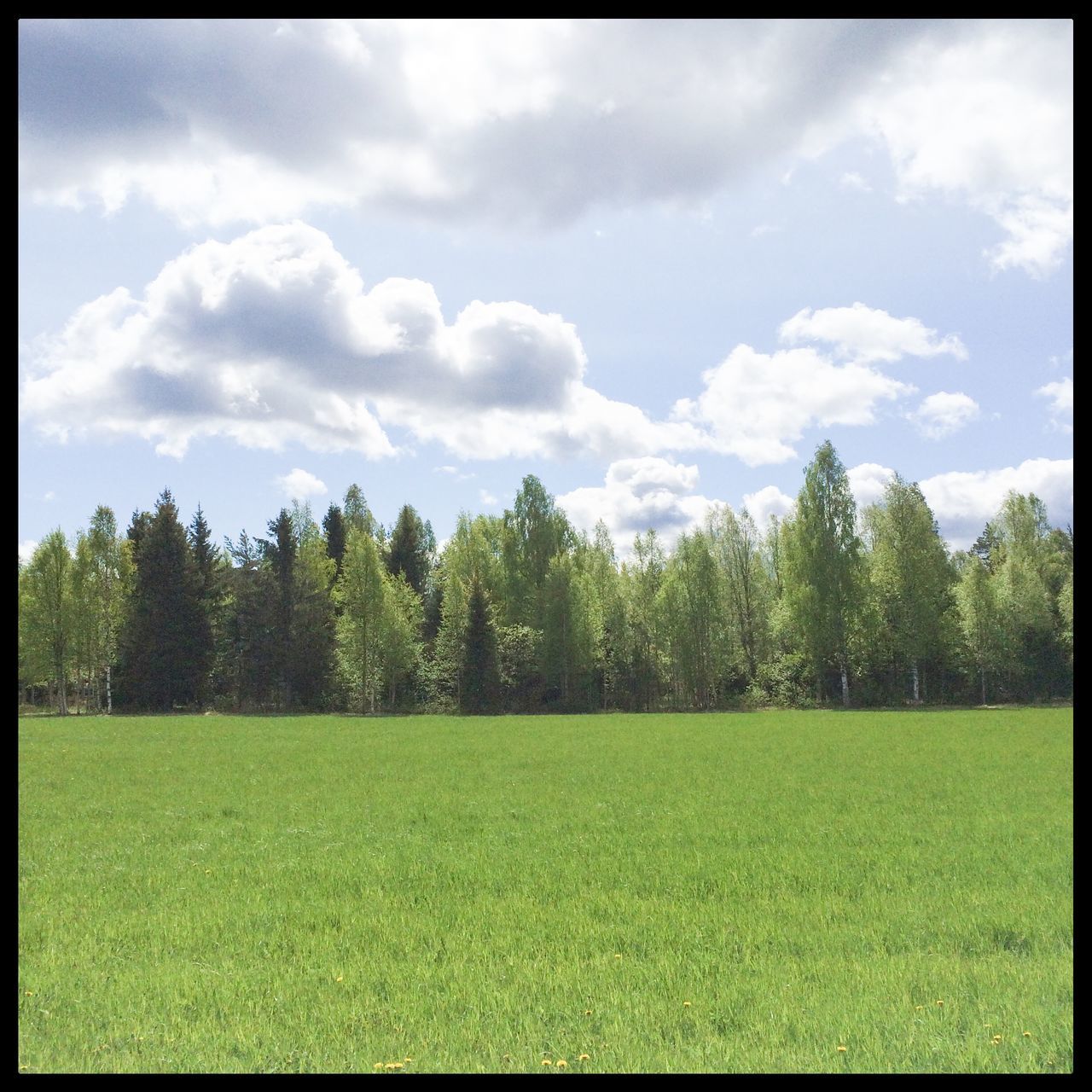 transfer print, grass, tree, sky, green color, tranquil scene, tranquility, landscape, cloud - sky, field, auto post production filter, scenics, beauty in nature, grassy, nature, cloud, growth, cloudy, day, outdoors