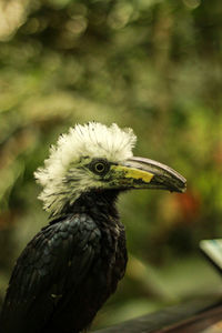 Close-up of bird perching outdoors