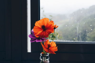 Close-up of orange flower in glass window