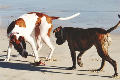 View of two dogs on beach