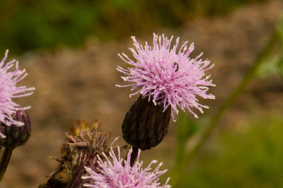 Close-up of purple thistle blooming outdoors