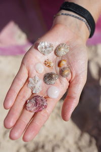 Cropped hand of person holding seashell