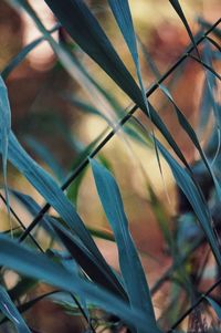 Close-up of plants growing outdoors