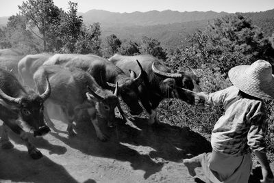 Rear view of person with water buffalos walking on dirt road