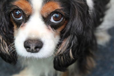 Close-up portrait of dog