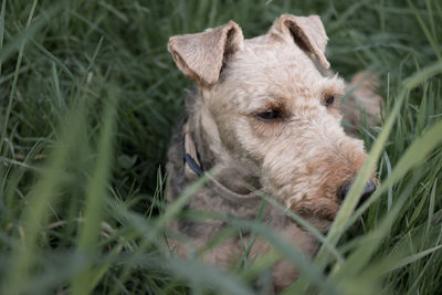 View of a dog lying on field