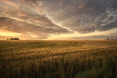 Scenic view of field against sky during sunset